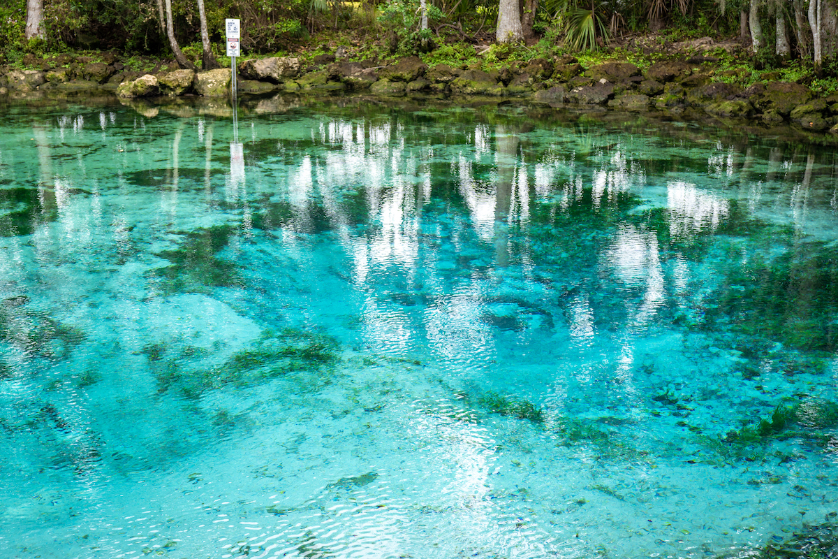 The bright blue water at Three Sisters Springs, Crystal River Florida. 