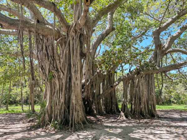 Exploring Hugh Taylor Birch State Park in Fort Lauderdale