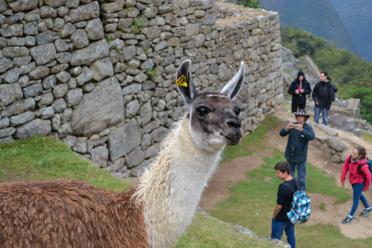 One of the resident animals at Machu Picchu: llamas!