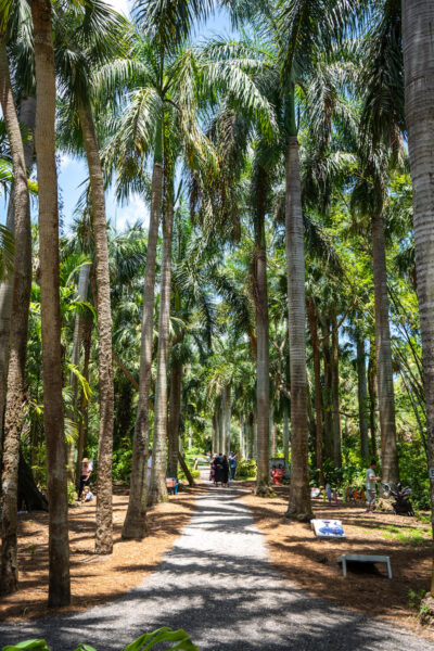 Royal Palm Grove walkway at Mckee.
