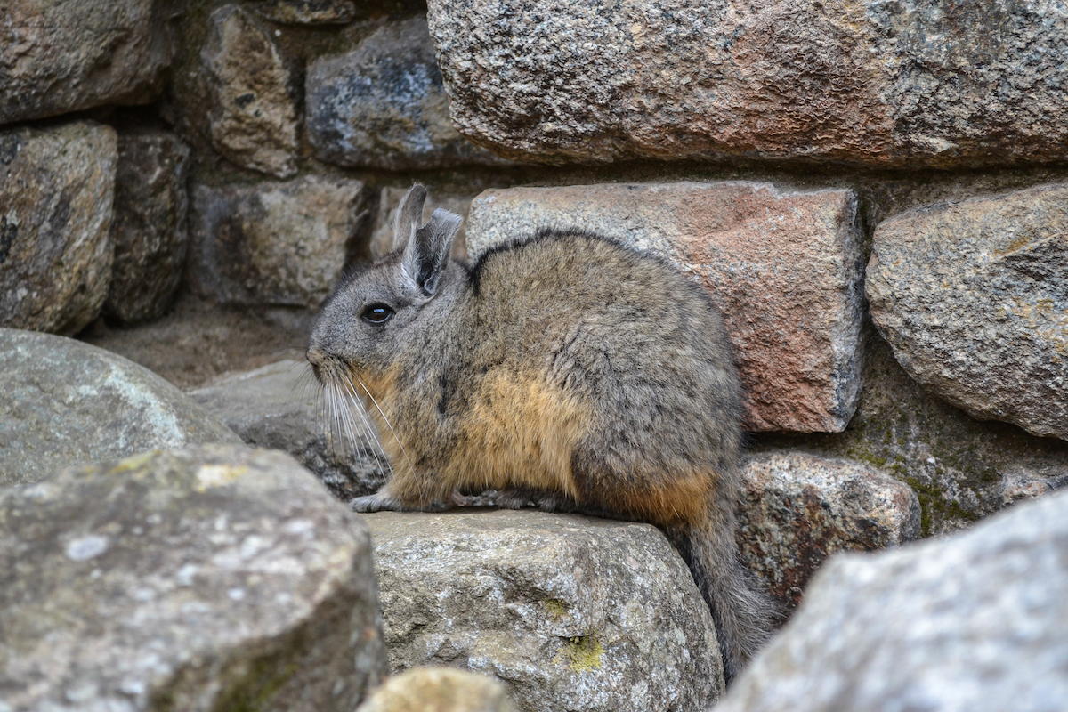 A Viscacha near the Incan walls.