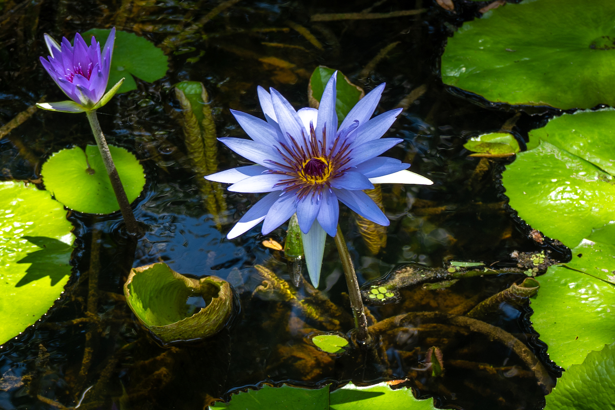 A water lily at the botanical gardens in Vero Beach.