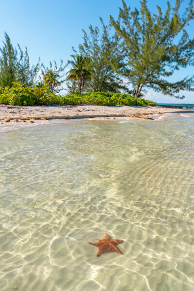 Starfish in the water in the Cayman Islands.
