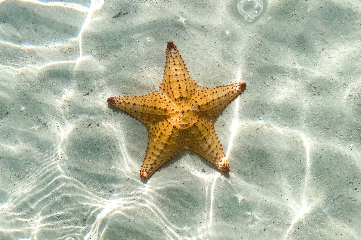 A starfish in the water at Starfish Point Grand Cayman