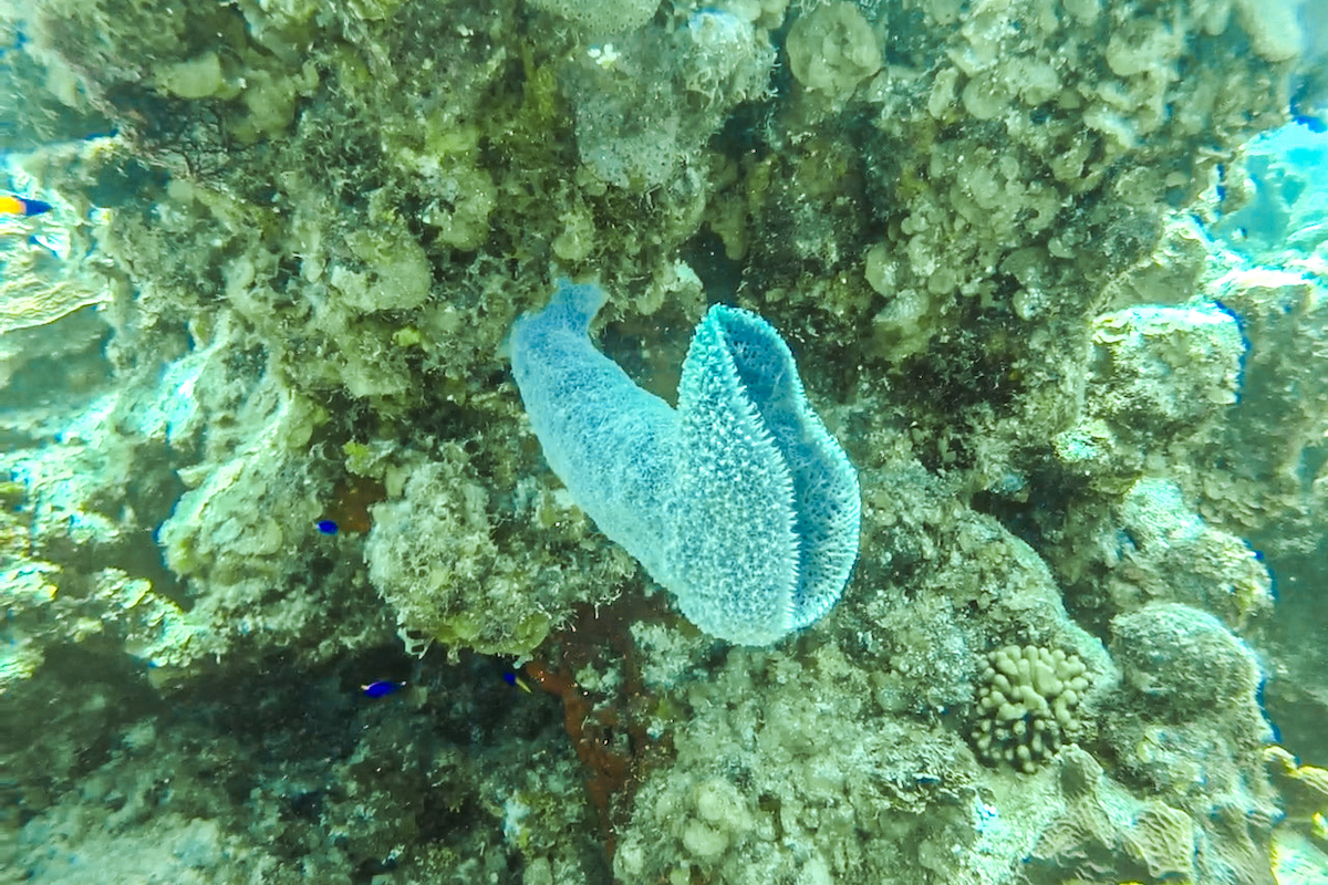 Blue coral at Eden Rock. 