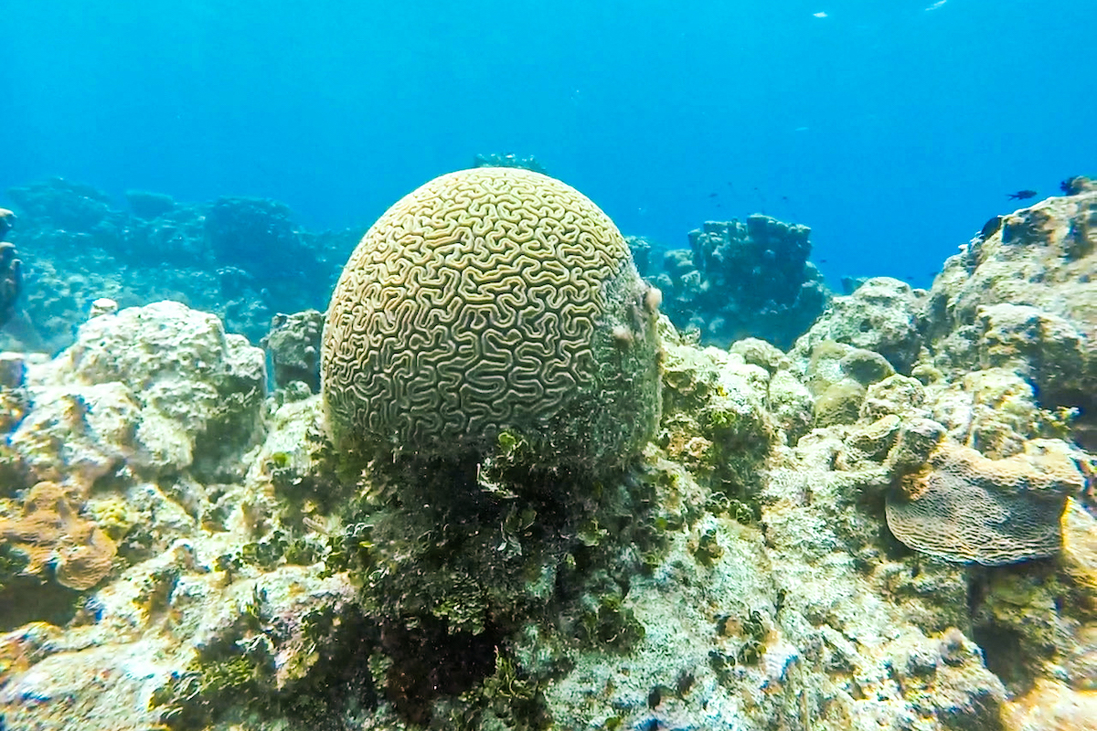 Brain coral in Grand Cayman.