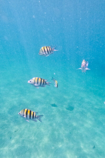 Sergeant Major Fish swimming near the reef.