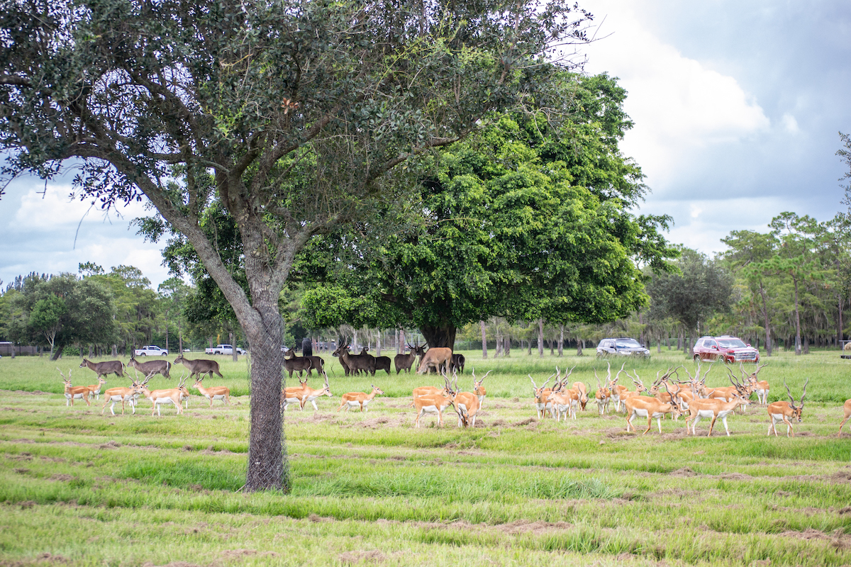 This drive-thru safari in Florida takes you through seven different preserves.