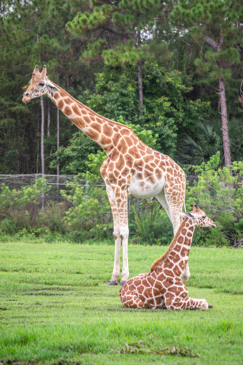 Giraffes at the drive-thru preserve.