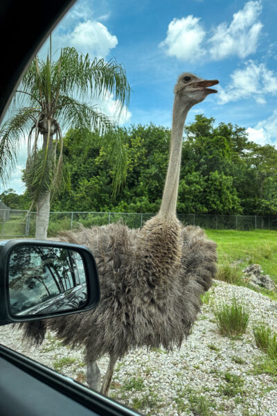 An ostrich right next to a car at Lion Country Safari in Florida.