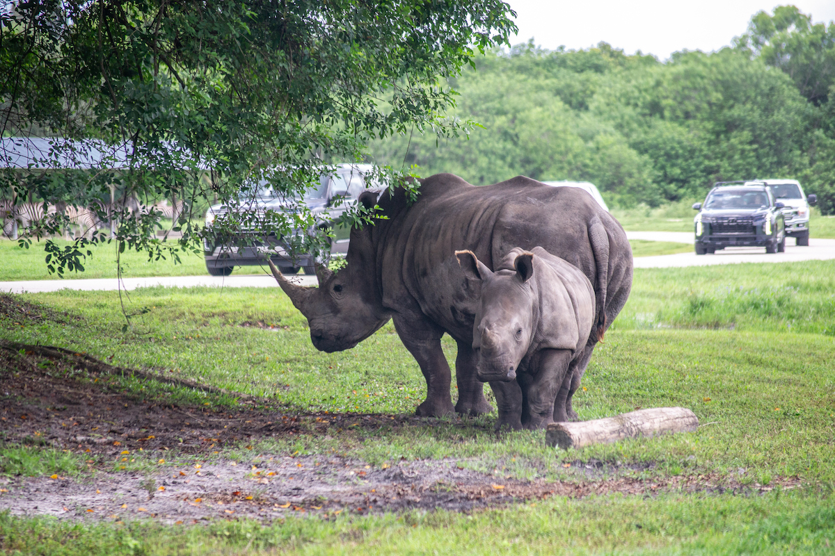 Driving through Lion Country Safari in Florida past the rhinos.