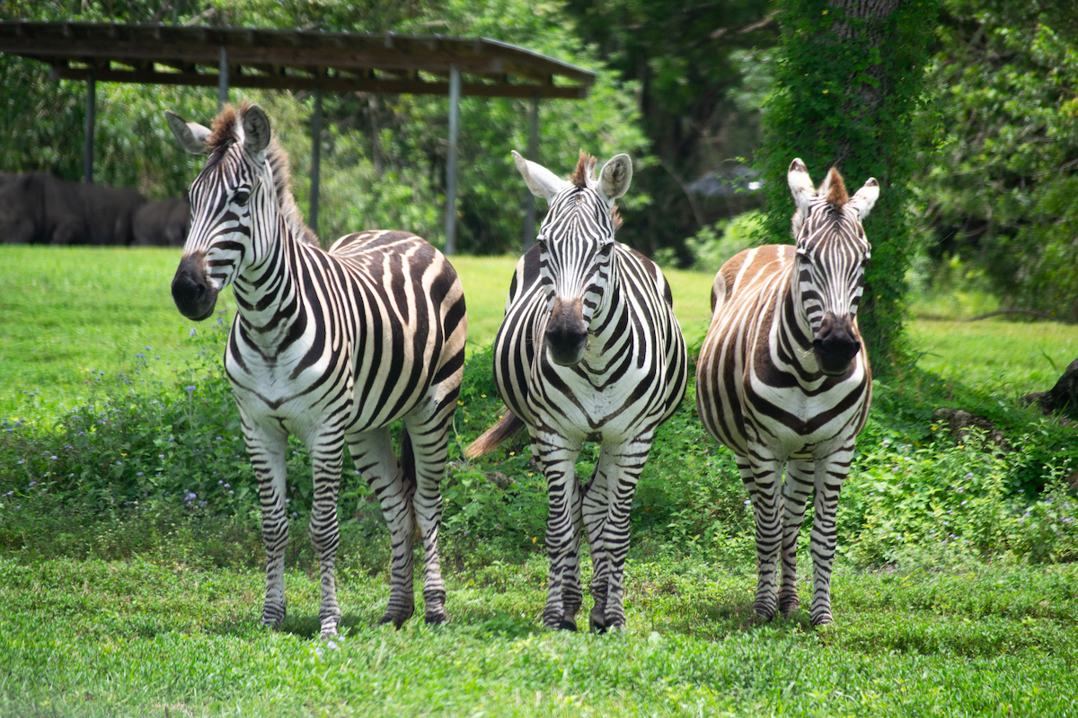 Zebras at Lion Country Safari in Florida.