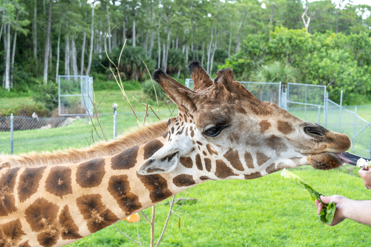 Feeding the giraffes at Safari World.