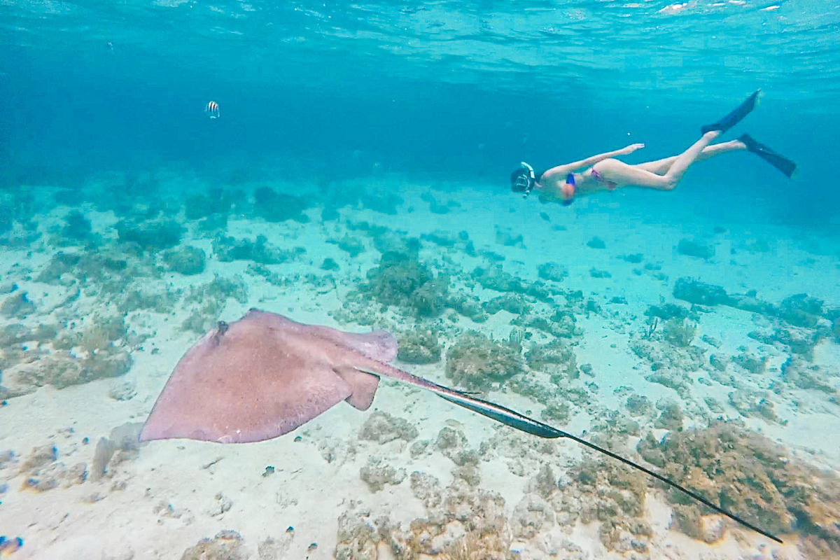 Snorkeling with a stingray in the Cayman Islands.
