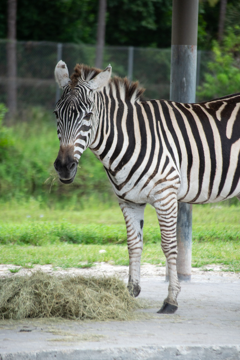 Zebras at the preserve in Florida.