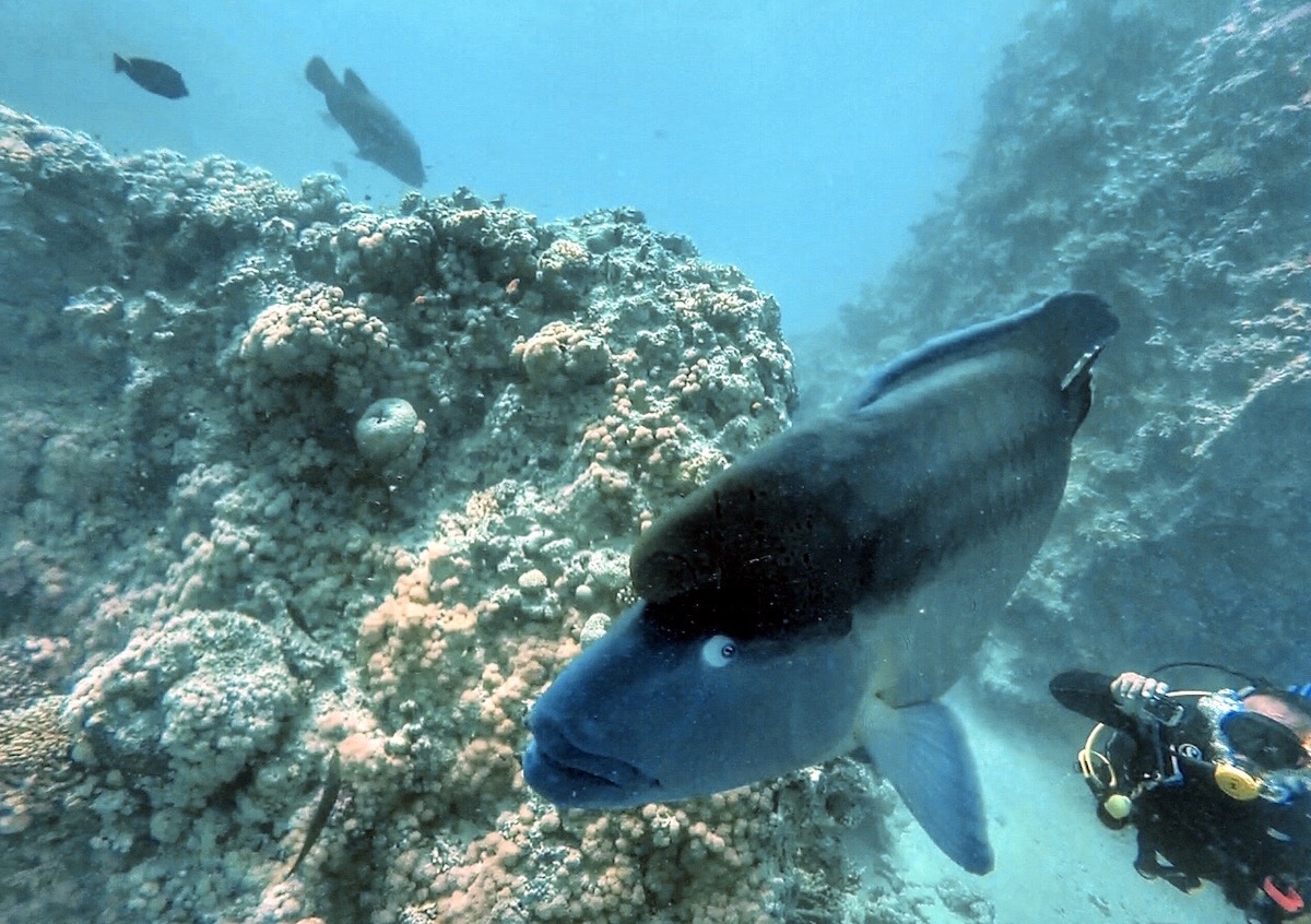 A Napoleon Fish seen while diving in the Red Sea of Egypt.