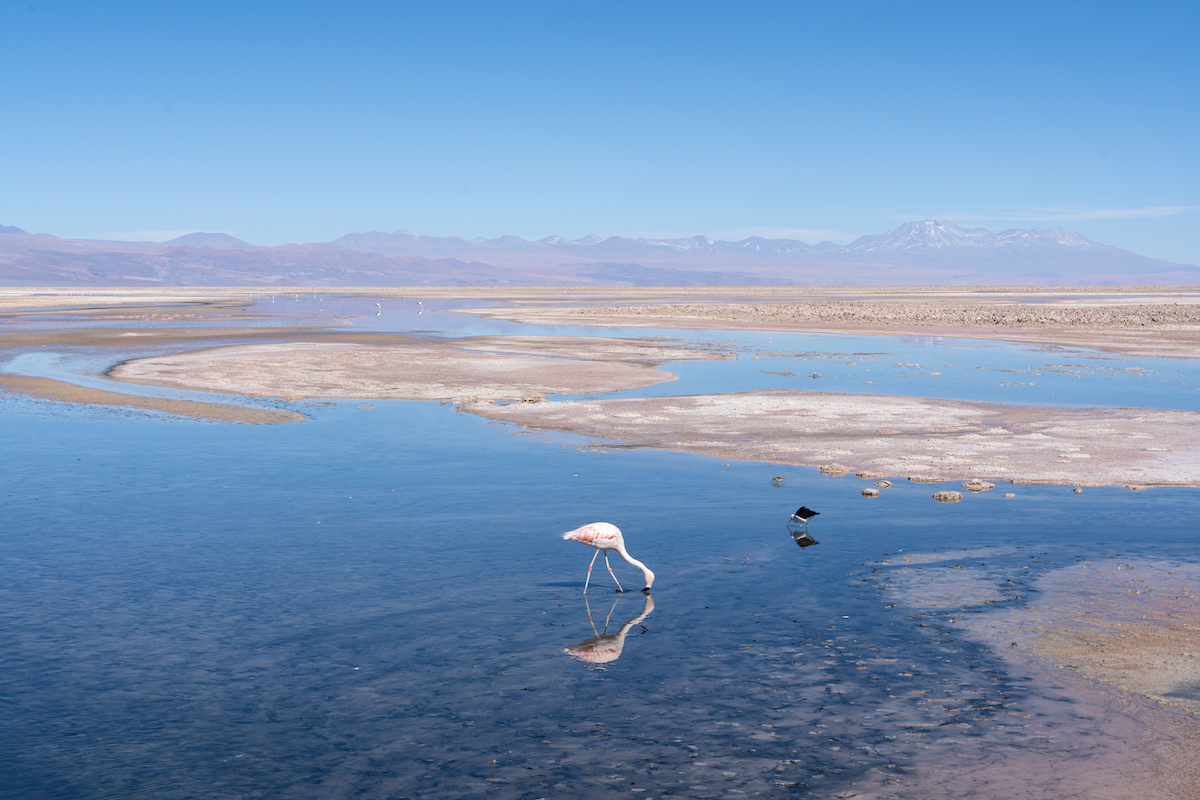 Flamingos at the Laguna Chaxa in the Atacama Desert.