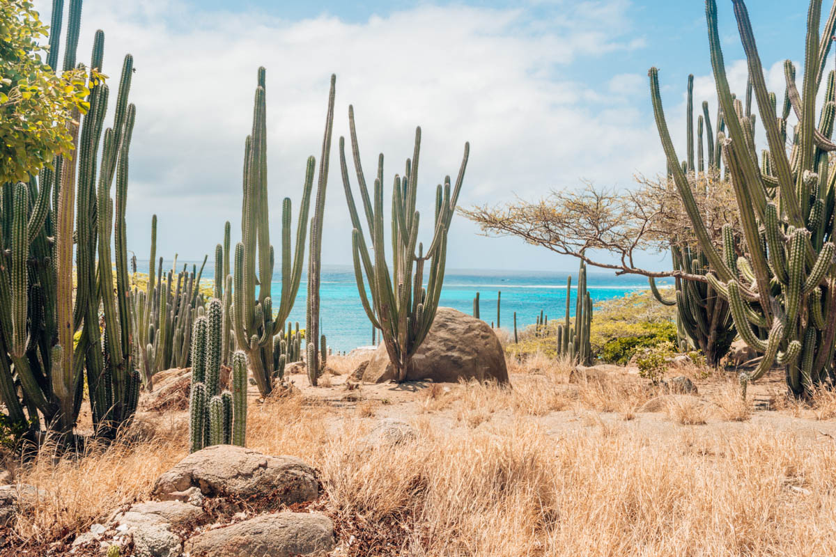 Aruba vs Antigua: which island is right for your vacation?