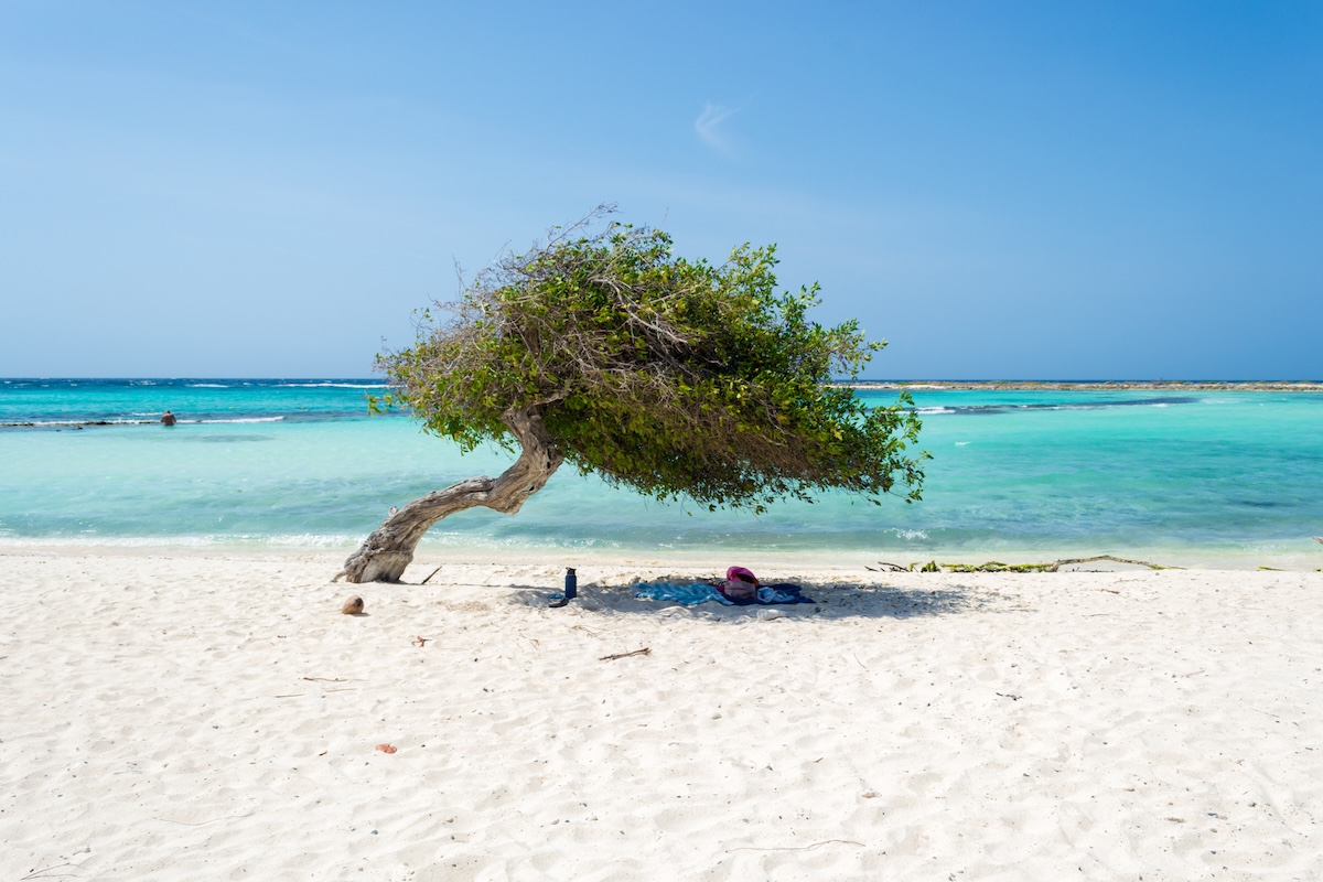 A fofoti tree on the beach in Aruba.