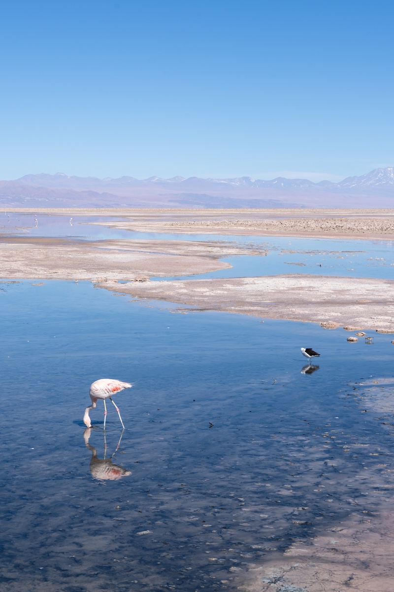 Watching flamingoes at the Chaxa Lagoon.
