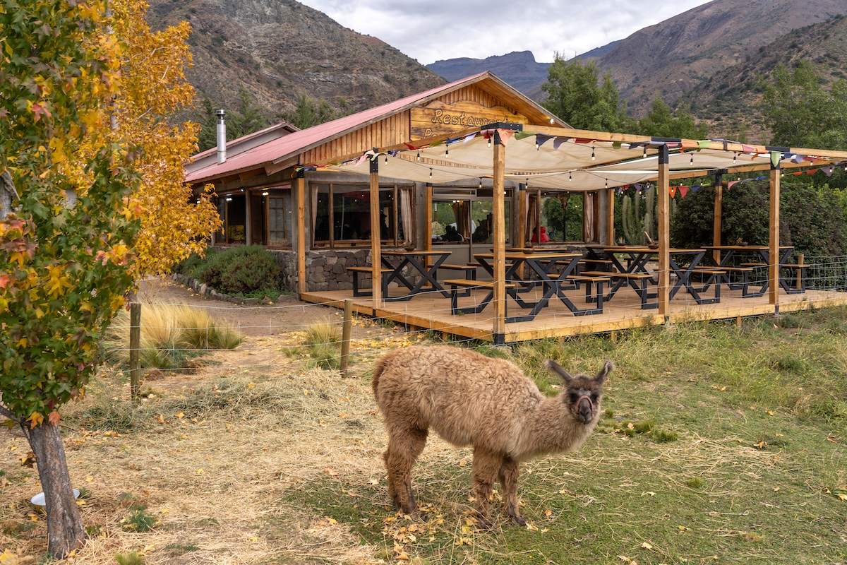 An alpaca in Chile in the fall.