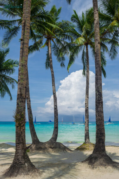 Palm trees lining the beach on Boracay island.