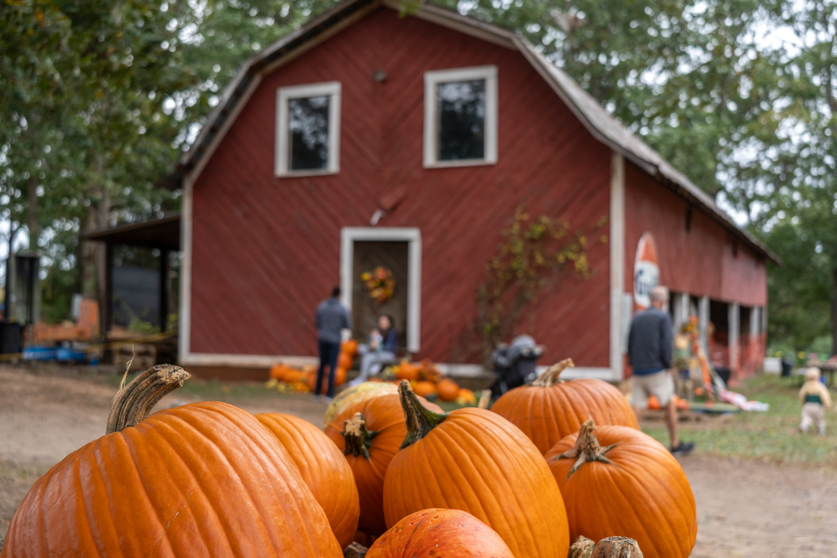 From pumpkin patches to scenic hikes, there are plenty of fall activities in Charlotte North Carolina.